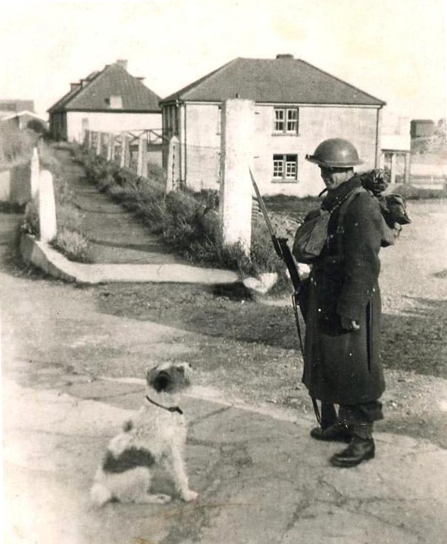 WW2 dog